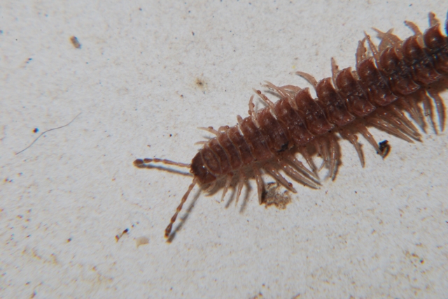 Polydesmus